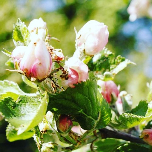 SERUM - Apple anti-aging pluri-actives - Image 6